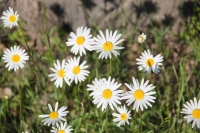 フランス菊