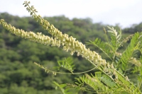 クララの花