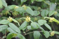 雁皮の花