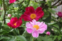 芍薬9