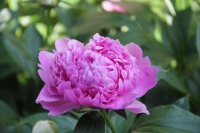 䉖13