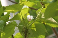 シナアブラギリの花